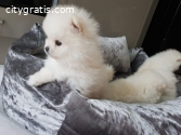 Kc Pomeranian Puppies