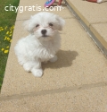 Lovely Maltese Puppies For Sale.