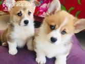 Actively Corgi puppies