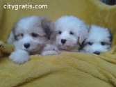 Coton de tulear (Tulear dog) puppies