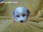 Coton de tulear (Tulear dog) puppies