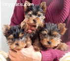 Cute Yorkie puppies