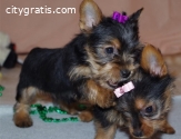 Cute Yorkie puppies