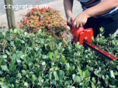 Hedge Trimming service in Auckland