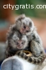 Male and female capuchin and marmoset mo