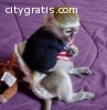 Male and female capuchin and marmoset mo