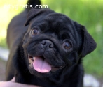 Male and female pugs