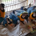 parrots and fertile eggs for  sale