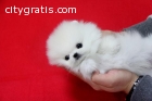 100% Gorgeous T-cup Pomeranian Puppy Fo