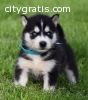 11 Weeks Old Siberian Husky Puppies Avai