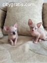 13 weeks old Sphynx hairless kittens