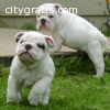 2 white beautiful bulldogs for sale