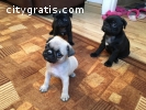 3 Adorable Pug Puppies