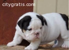 $350-Adorable English Bulldog Puppies FO