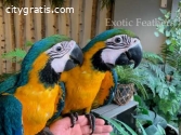 4 Hand Reared Blue & Gold Macaws Parrots