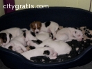 5 parson russell terrier puppies ready