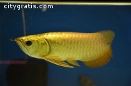 "A" Grade red Arowana fishes & Others