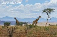 A Symphony of Birds: East African Safari