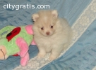 abagee pomeranian puppies