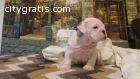 Active  English Bulldog Puppies