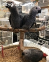 Adorable African Grey Parrot & Eggs For