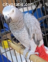 Adorable African Grey Parrots