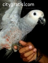 Adorable African Grey Parrots