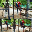 Adorable African Grey Parrots