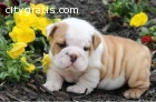 Adorable and very cuddly English bulldog