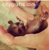 Adorable baby kinkajou for sale