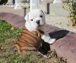 Adorable English Bull Puppies Now For