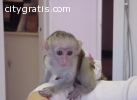 adorable female Capuchin monkey