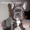 Adorable French Bulldog Puppies Availabl