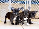 Adorable male and female french bulldog