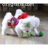 Adorable outstanding Maltese puppies (50