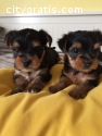 Adorable Yorkie puppies!