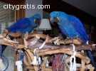 Affectionate parrots for sale