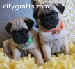 Affectionate Pug Puppies for sale