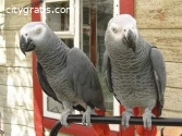 African Grey Parrots birds looking forev