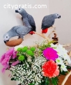 African Grey parrots