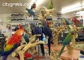 African Greys, Cockatoos, Macaws, Amazo