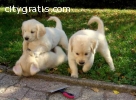 Akc Purebred Golden Retriever Puppies Av