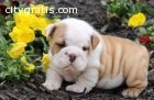 AKC quality English Bulldog Puppy for fr