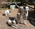 AKc Reg. Dalmatian puppies