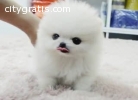 AKC REG Pomeranian puppies For Christmas