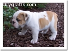 Akc registered English Bulldog puppies