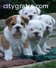 Akc registered English Bulldog Puppies