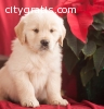 Akc registered Golden Retriever puppies