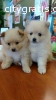 AKC Registered pomeranian puppies