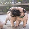 AKC registered Pug puppies available